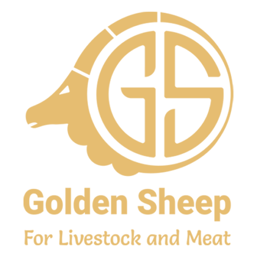 golden-sheep